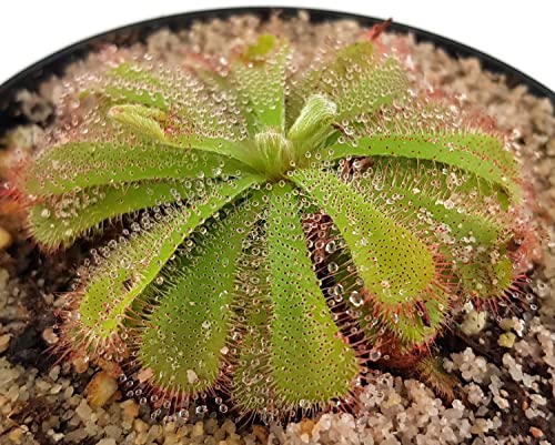 Fangblatt - Drosera Aliciae - rosettenartiger Sonnentau - fleischfressende Pflanze - hervorragende Einsteigerpflanze - Karnivore für Ihr Zuhause