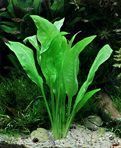 Dekoimtrend Echinodorus grisebachii Bleherae Grosse Amazonas - Schwertpflanze 1 Tonring Wasserpflanze Aquarium Aquariumpflanze