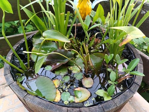 Frühjahrsset 8 tolle Teichpflanzen ideal für den Balkonteich/Miniteich tolle Blüten nie wieder Algenprobleme Anwuchsgarantie