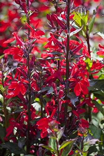 Lobelia x speciosa 'Fan-Scharlach' P 0,5 Lobelie 'Fan Scarlet',winterhart, deutsche Baumschulqualität, im Topf für optimales anwachsen