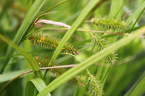 2er-Set - Carex pseudocyperus - Scheinzypergras-Segge - Segge - Wasserpflanzen Wolff - Staude des Jahres 2015