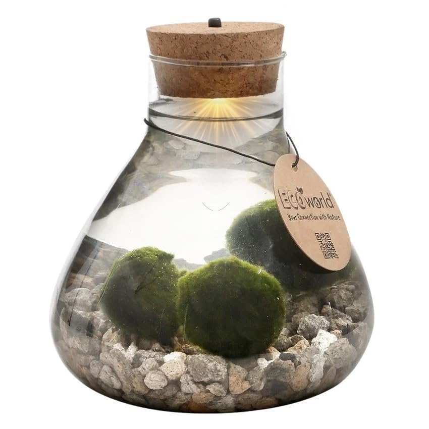 vdvelde.com - Lucky Marimo - Mooskugeln - Ø 17 cm ↥ 20 cm - Mit Licht