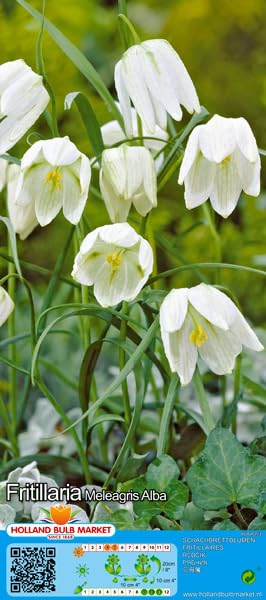 Fritillariazwiebel : Kaiserkrone Fritillaria meleagris alba - Weiße Schachbrettblume 5 Blumenzwiebeln 5/6