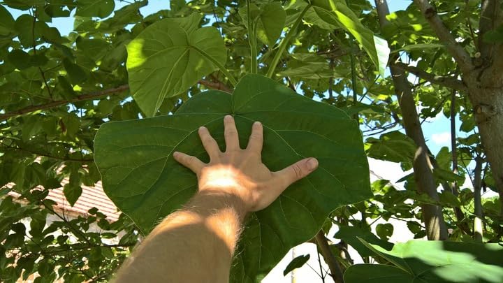 Paulownia Shang Tong 100 Samen Seeds Baum Hybrid 9503 Shantong schnellsten wachsende Baum der Welt! (100)