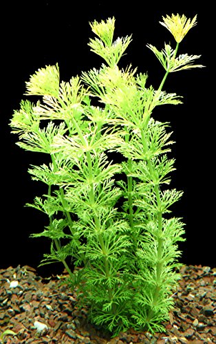 Zoomeister - 1 Bund Sumpffreund (Limnophila Sessiliflora)