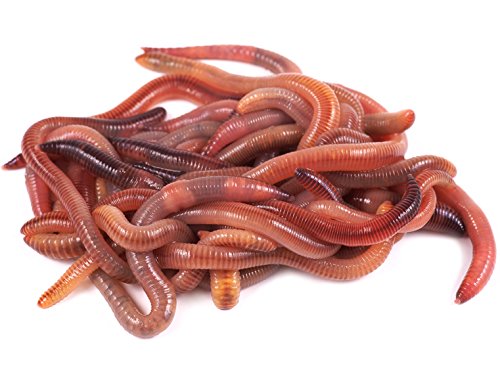 Angelwürmer kaufen - Dendrobenas - lebende Würmer - Angelköder - Lebendköder - 250 Stück mittlere Größe + 1 Beutel Wurmspezialfutter (250)