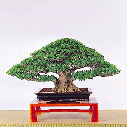 Haloppe 50 Stück chinesische Ficus-Baum-Pflanzen-Samen für die Hausgartenbepflanzung, chinesische Ficus-Baum-Samen, Wurzeln, Bonsai, Banyan-Garten, Outdoor-Holzpflanze