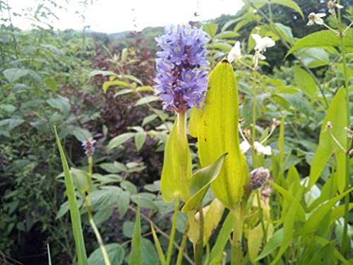 6 Pflanzen Hechtkraut Pontederia Cordata Teichpflanze Wasserpflanze bis 30cm Wasserstand, Dauerblüher aus Naturteich