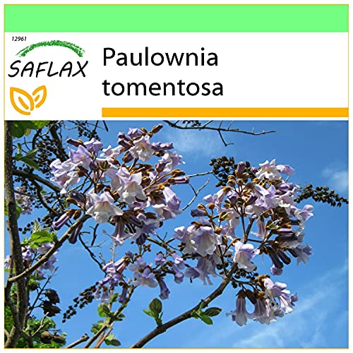 SAFLAX - Blauglockenbaum - 200 Samen - Paulownia tomentosa