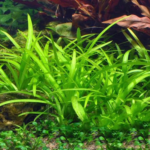 600 Pcs Wasserpflanzen Aquarium Pflanzen Samen - Teichpflanzen - Balkon Deko Geschenk Garten Wasserpflanze Teichpflanze Samen, Gartendeko Für Draußen Gartenarbeit Nachhaltiges Geschenk