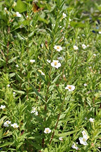 Wasserpflanzen Wolff - Gratiola officinalis - Gottes-Gnadenkraut, weiß