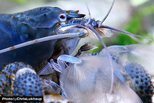 Garnelio - Blaue Gabunfächerhandgarnele 3er Gruppe - Monsterfächergarnele - Atya gabonensis Fächergarnele Garnele Aquarium