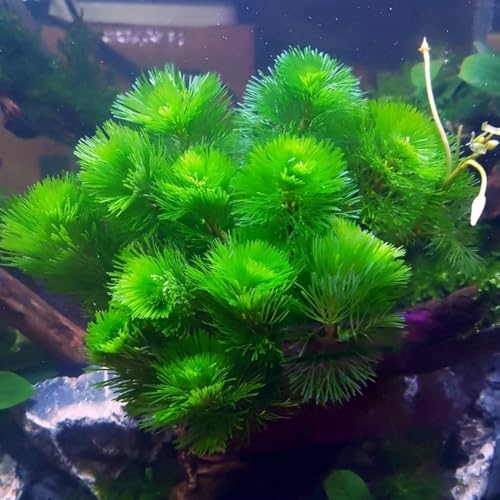 400 pcs wasserpflanzen aquarium samen, garten geschenk, samen wasserpflanzen aquarium, teichpflanzen winterhart aquarium, pflanzen aquarium deko, pflanze seeds, winterharte stauden