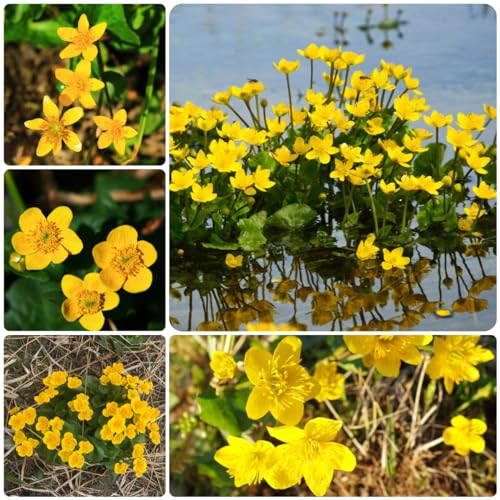 300 pcs sumpfdotterblume samen - Caltha palustris - samen zimmerpflanzen, steingarten pflanzen seed, winterharte kübelpflanzen exotische pflanzen, biosaatgut pflanzen aquarium echt,