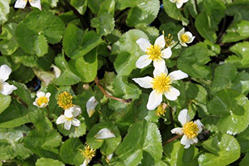 4er-Set im Gratis-Pflanzkorb - Caltha palustris var. alba - Sumpfdotterblume - Kaschmir-Dotterblume, weiß - Wasserpflanzen Wolff