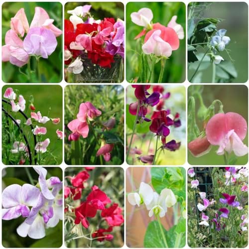 150 pcs winterharte wicken pflanze samen - bienen wiese wildblumensamen mehrjährig winterhart duftwicke Edelwicken Edelwicke,Lathyrus odoratus, bienenwiese saatgut mehrjährig