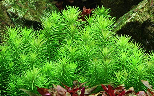 Tropica Aquarium Pflanze Pogostemon erectus Nr.053F TC in Vitro 1-2 Grow Wasserpflanzen Aquariumpflanzen