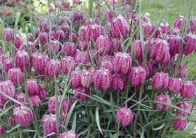 Schachbrettblume (Fritillaria meleagris) 25 Samen