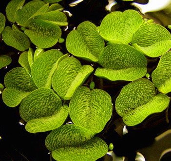 WFW wasserflora Kleiner Büschelfarn - Kleiner Schwimmfarn/Salvinia minima, wasserabweisende Härchen an den Blättern – wie beim Lotuseffekt.