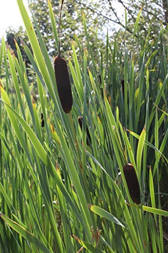 WASSERPFLANZEN WOLFF - 4er-Set im Gratis - PFLANZKORB - Typha latifolia - Breitblättriger Rohrkolben - heimisch - winterhart -