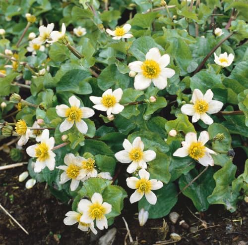 Caltha leptosepala Sumpfdotterblume, Weiße Alpen-Bachnelke, Winterhart, Mehrjährig, Gartenstaude P0,5 - Bienenfreundlich