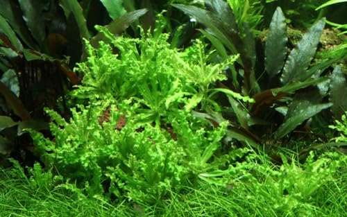 AquaOne Aquarium Pflanze Pogostemon helferi I Wasserpflanze Aquariumpflanze Stängelpflanze voll durchwurzelt einfach pflegeleicht Aquascaping Dekoration