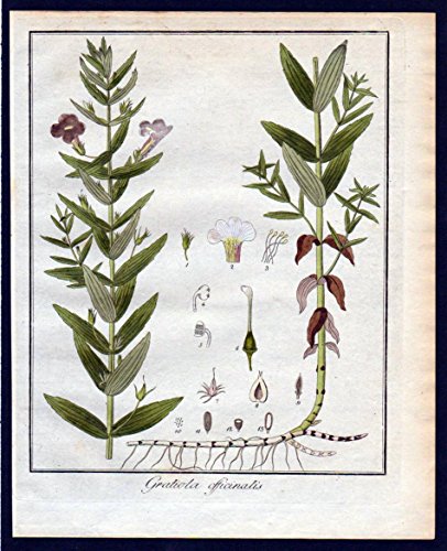 Gratiola officinalis - Gottes Gnadenkraut herb of grace Kräuter