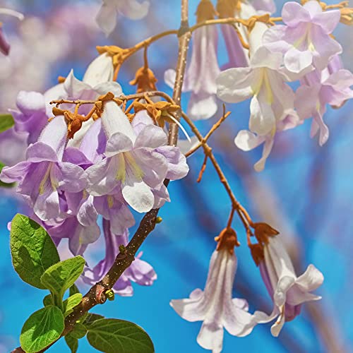 kiribaum winterhart samen - Paulownia tomentosa - kiri baum baumsamen - exotische pflanzen ingarden garten bäume garten winterhart pflanze dekopflanzen 100 Stück