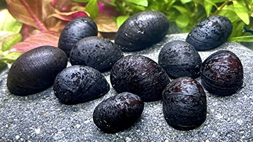 WaterPlants 5 Anthrazit-Napfschnecke, Algenfresser/Stück 1,99€