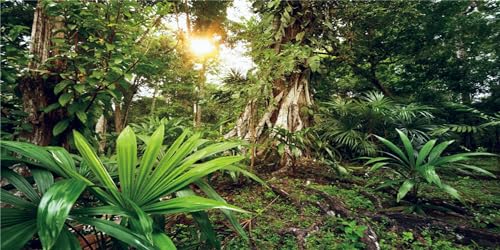 MIRRORANG 120x50cm Deep Forest Terrarium Hintergrund Sonnenschein Tropische Pflanzen Bäume Aquarium Hintergrund Regenwald Reptilien Lebensraum Hintergrund Vinyl