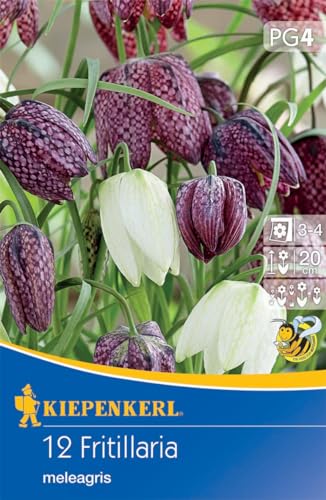 Kiepenkerl Schachbrettblume Mischung – Bunte Blumenzwiebeln für Nützlinge, Ideal für Kübel und Kästen, Attraktive Herbstblumenzwiebeln