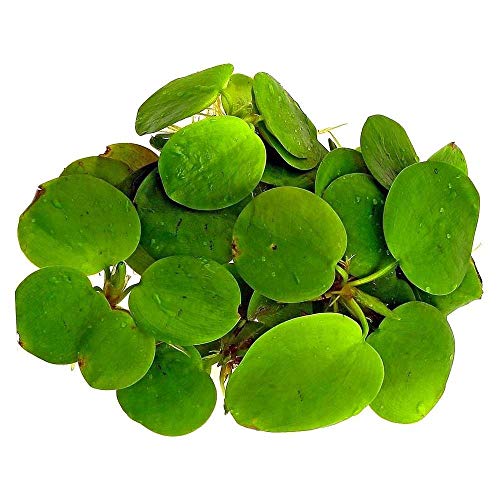 Aquarium Fan - 3 x große Amazonas-Frogbit/Limnobium laevigatum/lebende Aquarium-Pflanzen