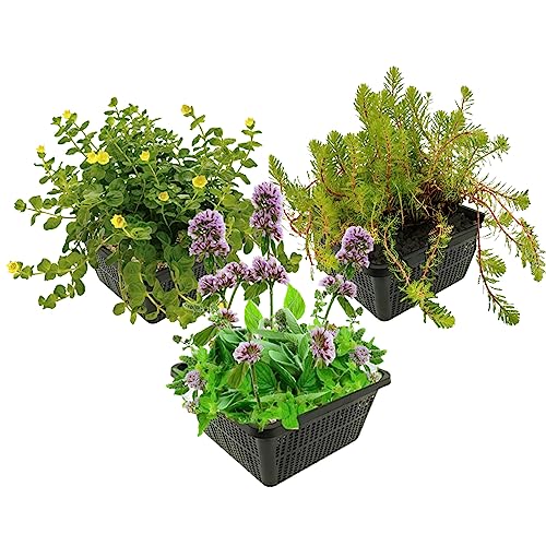 vdvelde.com - Wasserpflanzen Set - Bienen und Schmetterlinge anlocken - Kombi Set - 12 Pflanzen - Platzierung: -1 bis -20 cm