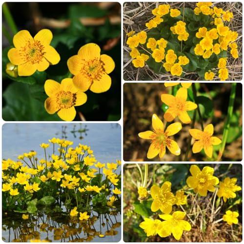 100 pcs sumpfdotterblume samen - Caltha palustris - exotische pflanzen, biosaatgut winterharte stauden, pflanzen samen indoor geschenk garten, pflanzen winterhart aquarium deko, pflanze