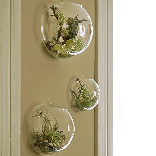 EssenceLiving Set von 3 Wandblasen Terrarien Indoor Pflanzen Pflanzer Vase Wand montiert Mini Aquarium Wanddekor