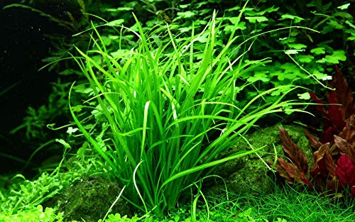 Tropica Aquarium Pflanze Helanthium tenellum 'Green Nr.067A TC in Vitro 1-2 Grow Wasserpflanzen Aquariumpflanzen