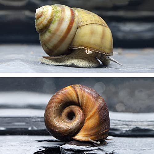 Natürlicher Laubfresser für Dein Gartenteich/Laubfrei Teich, Teichbecken I 1x Sumpfdeckelschnecke und 1x Teichposthorn