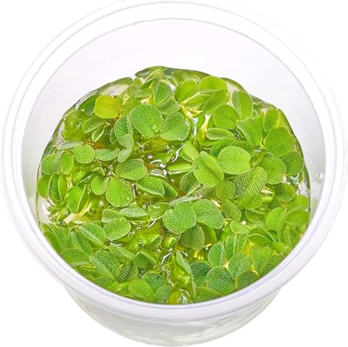 USCAPE Salvinia auriculata - Büschelfarn - Rundblättriger Schwimmfarn - in vitro 5,5cm Bechergröße - in vitro Wasserpflanzen