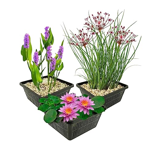 vdvelde.com - Wasserpflanzen Set Winterhart - 9 Teichpflanzen - Für Miniteiche und großer Gartenteiche - Seerose, Schwanenblume und Sumpfhyazinthe inklusive Teichkörbe - Van der Velde Wasserpflanzen