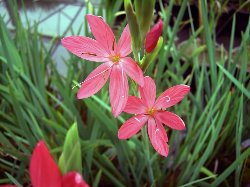 Spaltgriffel rot | Schizostyles coccinea | Sumpfgladiole | Wasserpflanze | Teichpflanze | winterhart | blüht im Herbst | Miniteich geeignet