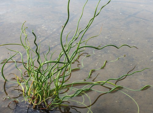 2er-Set - Juncus effusus 'Spiralis'- Korkenzieherbinse - Liebeslocke - Wasserpflanzen Wolff