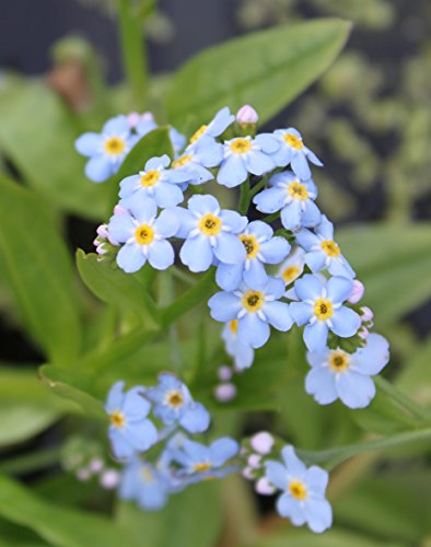 WASSERPFLANZEN WOLFF - 4er-Set im Gratis-Pflanzkorb - Myosotis palustris - Sumpfvergißmeinnicht, hellblau -