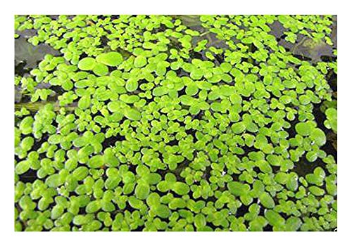 Wasserlinse (Lemna minor) - Teichpflanzen Teichpflanze Schwimmpflanzen