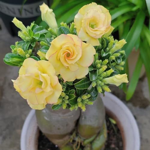 2 Pcs Wüstenrose Samen Winterhart, Balkon Blumen Garten Geschenk Adenium Obesum, Wüstenrosensamen, Blumensaat Pflanzen Samen Dekopflanzen Bonsai Kaufen Blumensaat Blumensamen Balkon