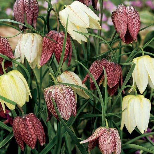 Fritillaria Meleagris Mix (10 Bulbs)