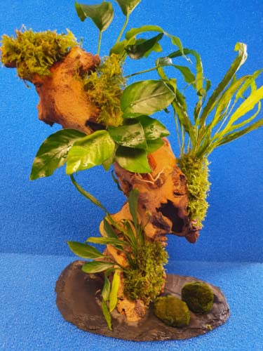 Garnelenbäumchen 30-35 cm, Mangrovenwurzel Tropica Aquarium Wasserpflanzen + 2 Mooskugeln Gratis