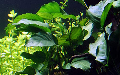 Tropica Aquarium Pflanze Anubias barteri VAR barteri Wasserpflanzen Aquariumpflanzen Topf Nr.101A