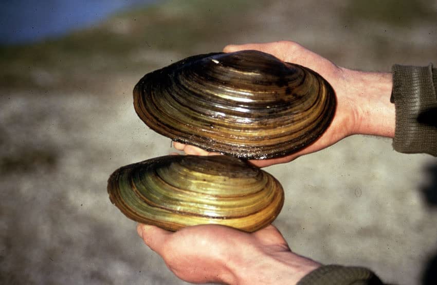 Teichmuschel Set - Wunderwaffe gegen Schwebe Algen im Teich - Natürlicher Biofilter im Gartenteich, Menge [STK]:3 STK.