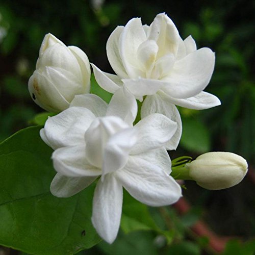 50 weiße arabische Jasminsamen Hohe Keimung Rate schnell wachsende dekorative Blumen Betten Balkone Bonsai Dekoration zum Anpflanzen in Rasenbetten Garten Jasminsamen Einheitsgröße