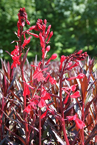 4er-Set im Gratis-Pflanzkorb - Lobelia fulgens - Wasserlobelie, rot - Wasserpflanzen Wolff